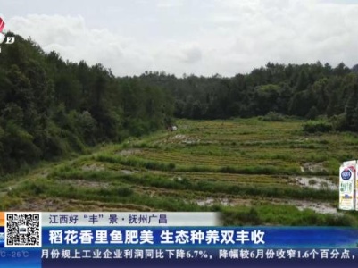 【江西好“丰”景】抚州广昌：稻花香里鱼肥美 生态种养双丰收