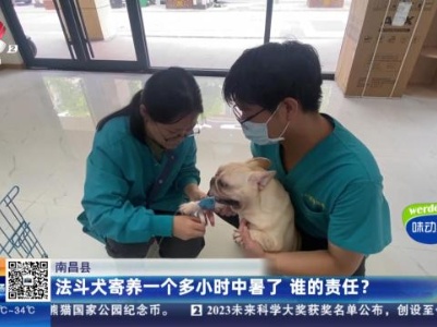 南昌县：法斗犬寄养一个多小时中暑了 谁的责任？