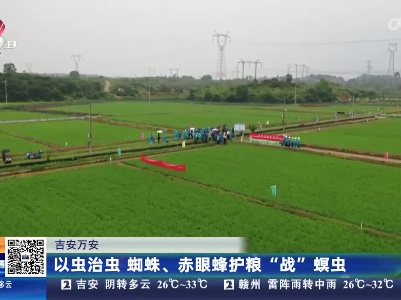 吉安万安：以虫治虫 蜘蛛、赤眼蜂护粮“战”螟虫