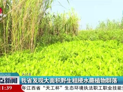 我省发现大面积野生粗梗水蕨植物群落