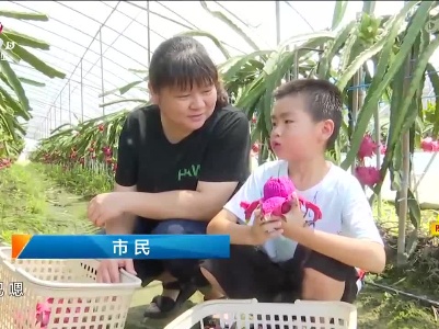 【头雁领航 雏鹰振飞】九江柴桑区：软枝火龙果上市了 十年摸索新品种跑“火”走俏