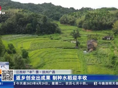 【江西好“丰”景】抚州广昌：返乡创业出成果 制种水稻迎丰收
