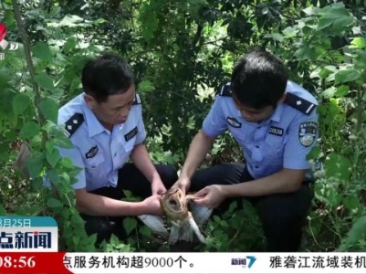 吉安县救助国家二级保护动物猴面鹰