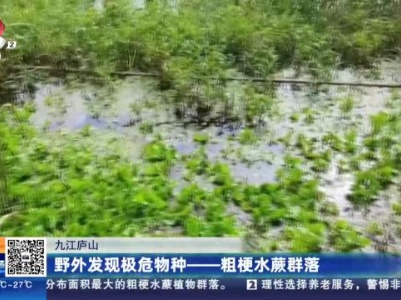 九江庐山：野外发现极危物种—粗梗水蕨群落
