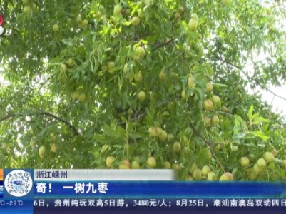 浙江嵊州：奇！一树九枣