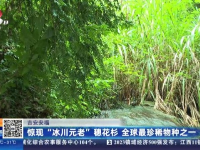 吉安安福：惊现“冰川元老”穗花衫 全球最珍稀物种之一