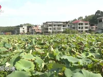吉安永丰——映日荷花别样美 君埠荷花节等您来
