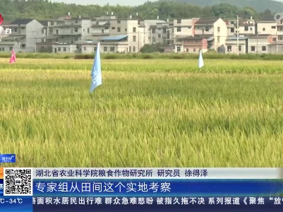 宜春丰城：丰收啦！ “一种两收”再生稻 头季产量创新高