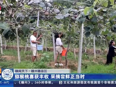 【赣闻天下】赣州赣县区：猕猴桃喜获丰收 采摘尝鲜正当时