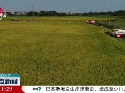 江西再生稻新品种头季亩产创全国高产纪录