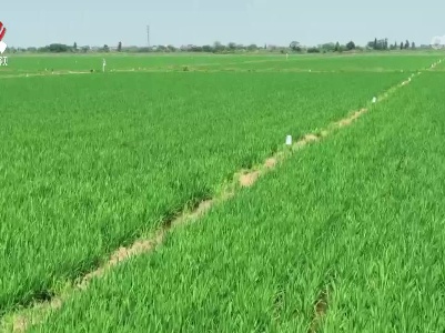 江西：强化晚稻田间管理 夯实秋粮丰收基础