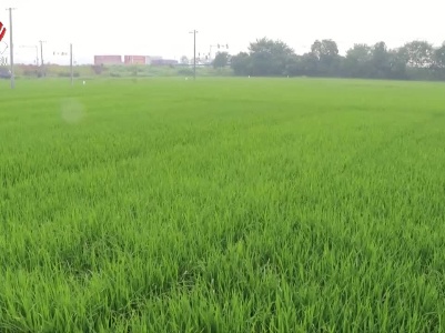 江西：强化绿色防控 夯实晚稻丰收基础