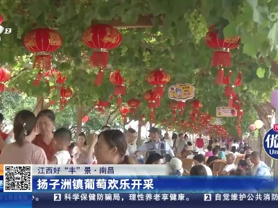 【江西好“丰”景】南昌：扬子洲镇葡萄欢乐开采