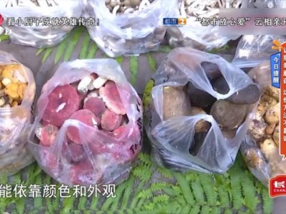 今日提醒——识别毒蘑菇 这些方法不靠谱