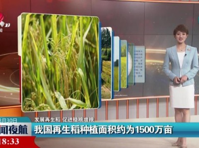 【发展再生稻 促进稳粮增粮】我国再生稻种植面积约为1500万亩