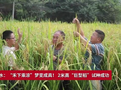 吉安吉水：“禾下乘凉”梦将成真！ 2米高“巨型稻”试种成功