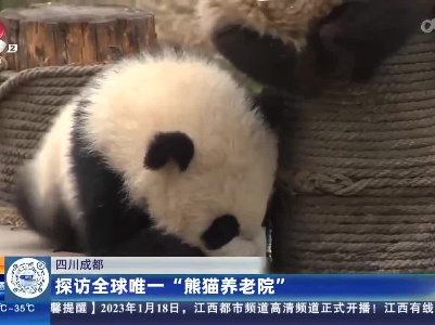 四川成都：探访全球唯一“熊猫养老院”