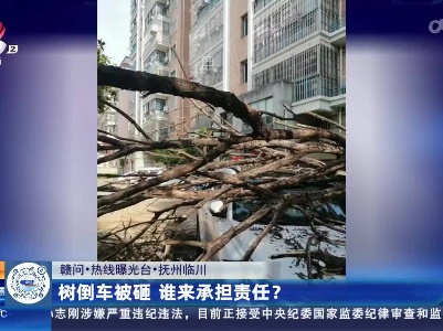【赣问·热线曝光台】抚州临川：树倒车被砸 谁来承担责任？
