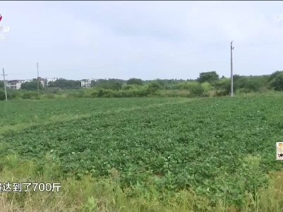 新闻晚高峰20230811