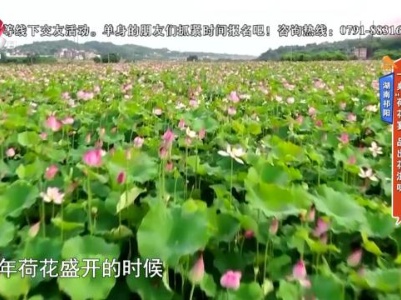 湖南祁阳——一桌“荷花宴”品出花滋味