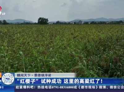 【赣闻天下】景德镇浮梁：“红樱子”试种成功 这里的高粱红了！
