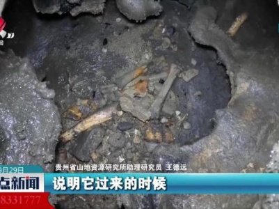 贵州绥阳陆续发现多具大熊猫化石