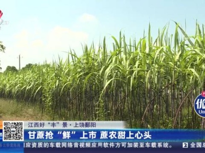 【江西好“丰”景】上饶鄱阳：甘蔗抢“鲜”上市 蔗农甜上心头