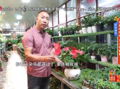 你知道吗——红掌持续红 方法很重要
