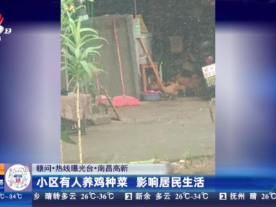 【赣问·热线曝光台】南昌高新：小区有人养鸡种菜 影响居民生活