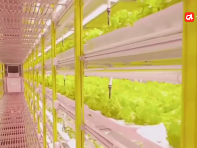 蔬菜长在20层高的工厂里？上饶这家“菜园子”科技感满满