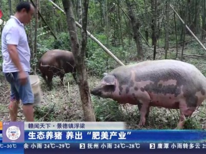 【赣闻天下】景德镇浮梁：生态养猪养出“肥美产业”