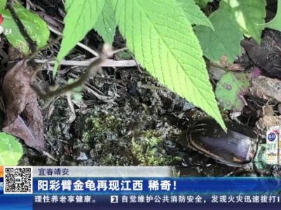 宜春靖安：阳彩臂金龟再现江西 稀奇！