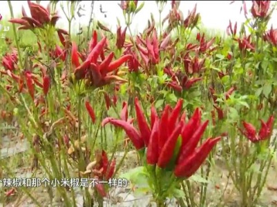 新闻晚高峰20230911