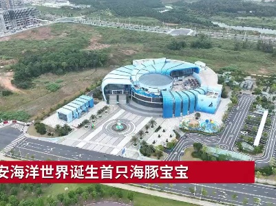 吉安海洋世界诞生首只海豚宝宝
