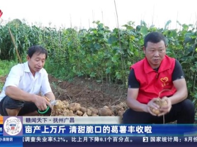 【赣闻天下】抚州广昌：亩产上万斤 清甜脆口的葛薯丰收啦