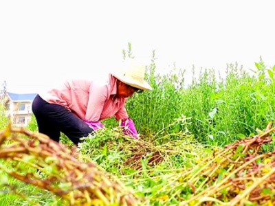 吉安永新：甜叶菊种植铺就致富“甜”日子