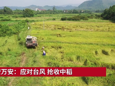 吉安万安：应对台风 抢收中稻