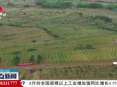 我省黑芝麻新品种“赣芝14号”“赣芝18号”测产成绩喜人