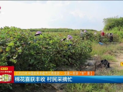 【2023年中国农民丰收节江西活动·又是一年好“丰”景】棉花喜获丰收 村民采摘忙
