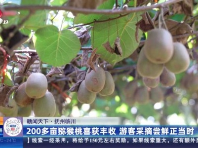 【赣闻天下】抚州临川：200多亩猕猴桃喜获丰收 游客采摘尝鲜正当时