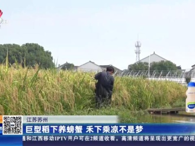 江苏苏州：巨型稻下养螃蟹 禾下乘凉不是梦