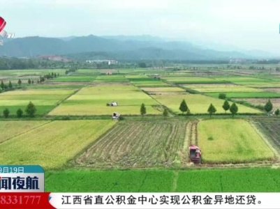 中稻陆续成熟 多环节联动高效收割