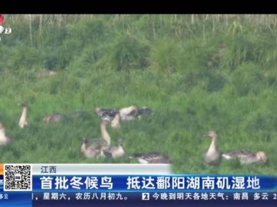 江西：首批冬候鸟 抵达鄱阳湖南矶湿地