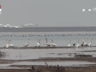 第三届鄱阳湖国际观鸟季活动将于今年11月至明年1月举行