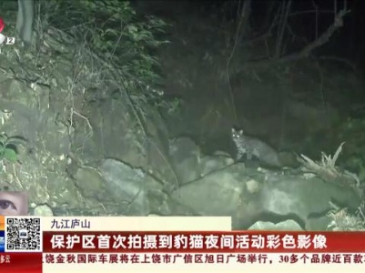 九江庐山：保护区首次拍摄到豹猫夜间活动彩色影像