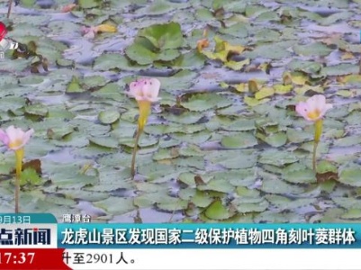 龙虎山景区发现国家二级保护植物四角刻叶菱群体