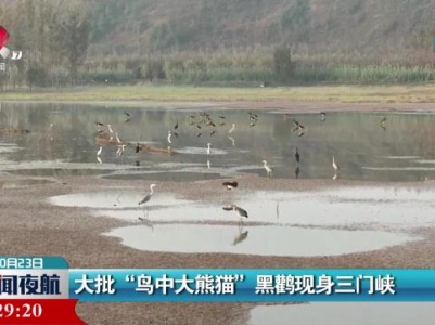大批“鸟中大熊猫”黒鹳现身三门峡