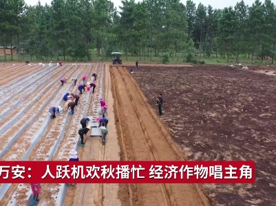 吉安万安：人跃机欢秋播忙 经济作物唱主角
