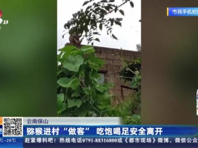 云南保山：猕猴进村“做客” 吃饱喝足安全离开