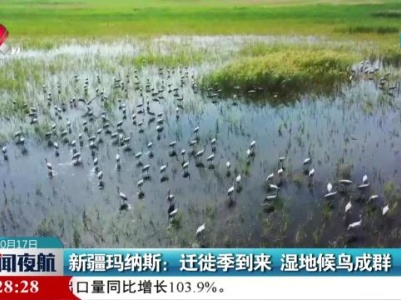 新疆玛纳斯：迁徙季到来 湿地候鸟成群